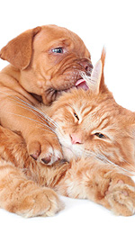 Essential Oils and Pets Essential Oils and Pets