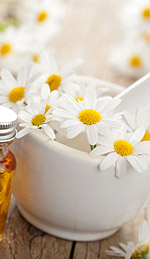 Roman Chamomile Oil and Clinical Treatment of Insomnia