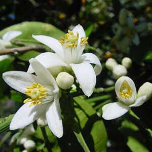 Neroli Hydrosol