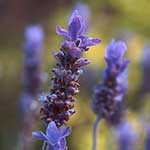 Lavender Hydrosol